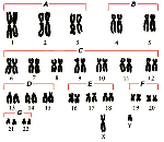 Chromosome Image