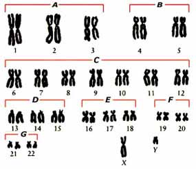Chromosome