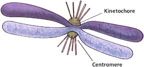 Chromosome