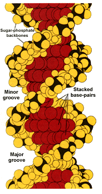 DNA Double-Helix