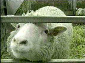 Dolly
