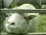 Dolly the Sheep Clone