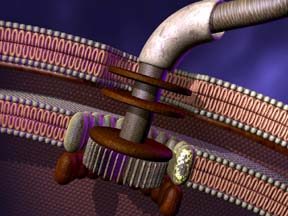 Bacterial Flagellum