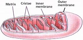 Mitochondrion