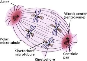 Mitotic Spindle