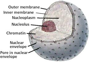 Cell Nucleus